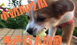 吃瓜娱乐酱小狗,揭秘娱乐圈萌宠背后的故事